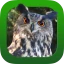 Heintges Jagdprüfung 2026 icon