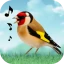 Sons d'oiseaux icon
