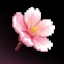 AISakura: AI Video Experiences icon