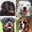 Hunde - Raten Sie alle Rassen! icon