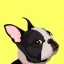 EveryDoggy-treinamento cão icon