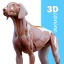 Complete Canine 3D - anatomy icon