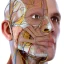 Visual Anatomy 3D - Human body icon