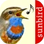 Vogelstimmen Id - Ruf + Gesang icon