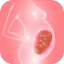 Track pregnancy & baby growth icon