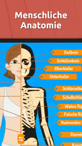 Anatomix: Anatomie lernen quiz screenshot 8