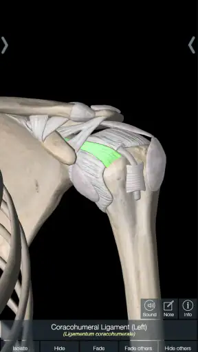 Essential Anatomy 5 screenshot 2
