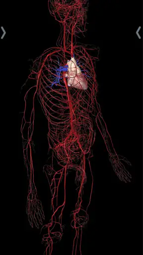 Essential Anatomy 5 screenshot 3