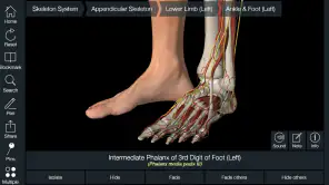 Essential Anatomy 5 screenshot 5