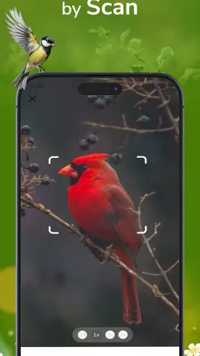 ID Bird: Bird Call Identifier screenshot 2