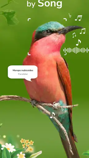 ID Bird: Bird Call Identifier screenshot 7